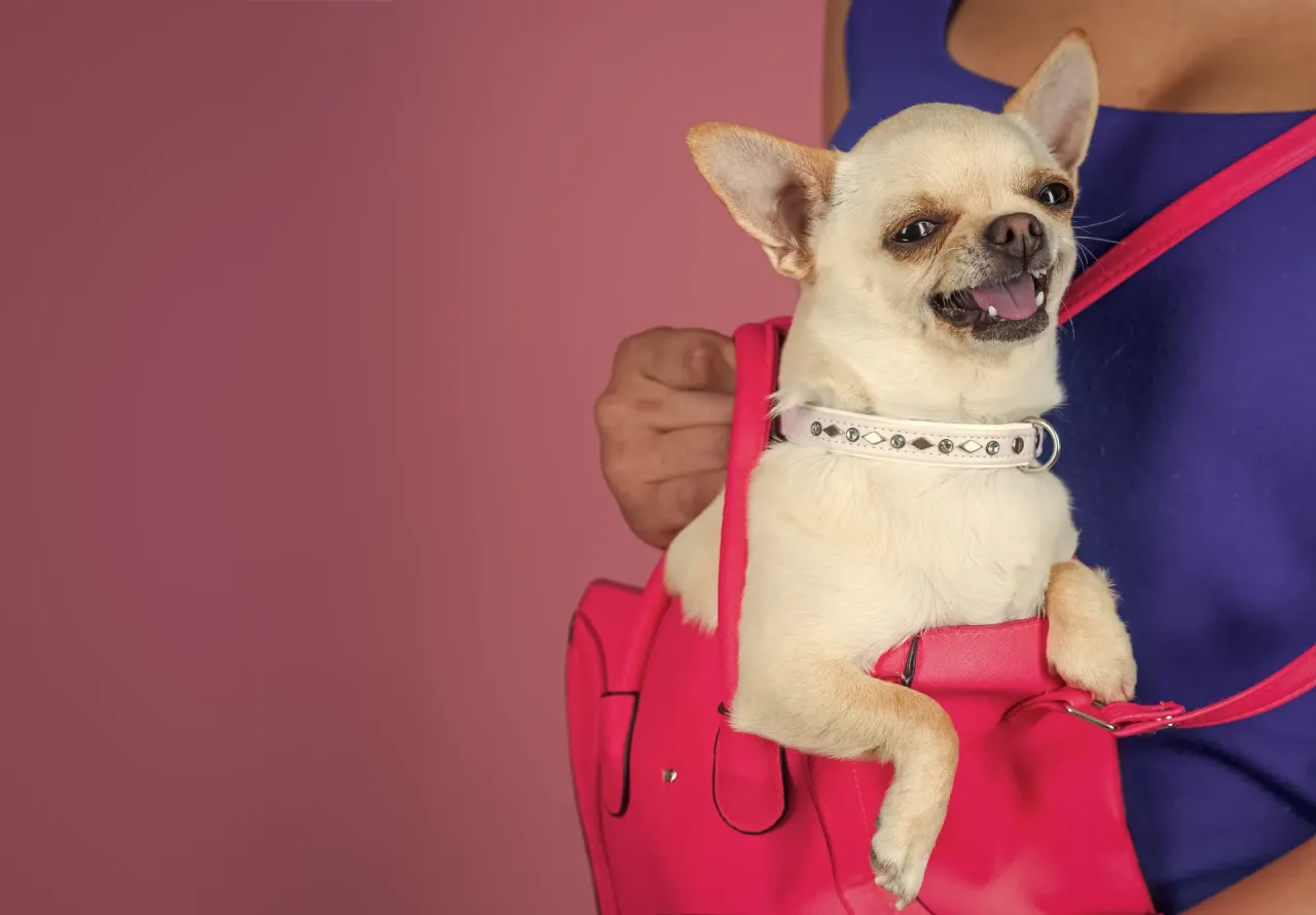 szczeniak w torbie na spacerze