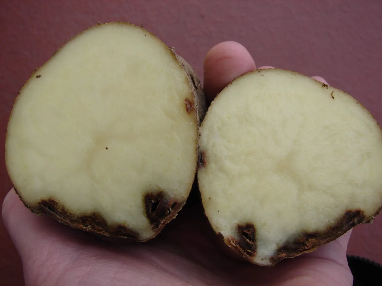 jak wyglądają ziemniaki zepsute