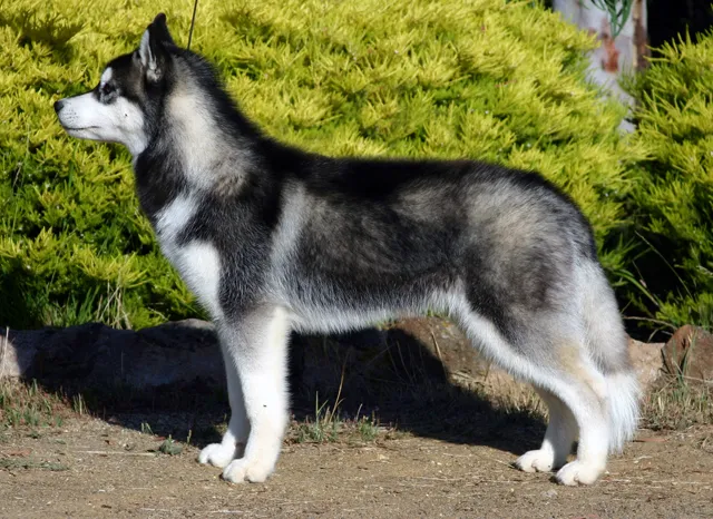 Zdjęcie Ile km dziennie powinien chodzić husky, aby być zdrowym?