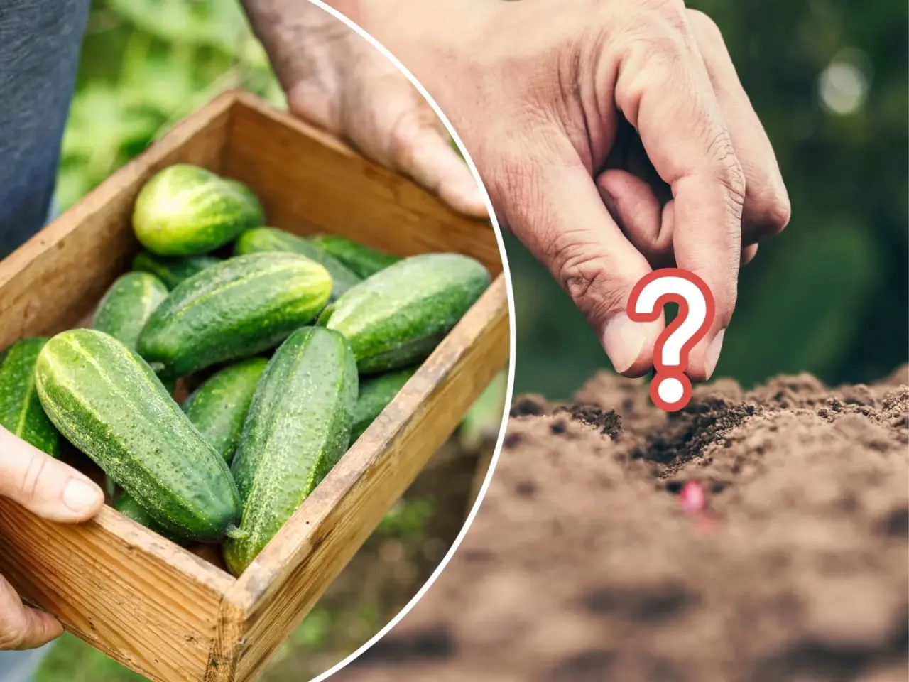 Świeżo zebrane og&oacute;rki w skrzynce i dłoń z nasionkiem nad ziemią. Kiedy i po czym sadzić og&oacute;rki?
