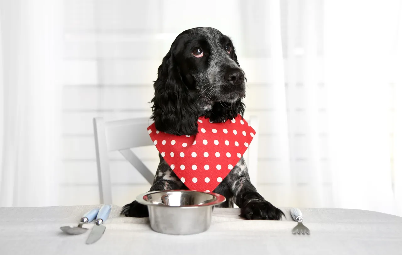 Pies jedzący domową karmę wątrobową