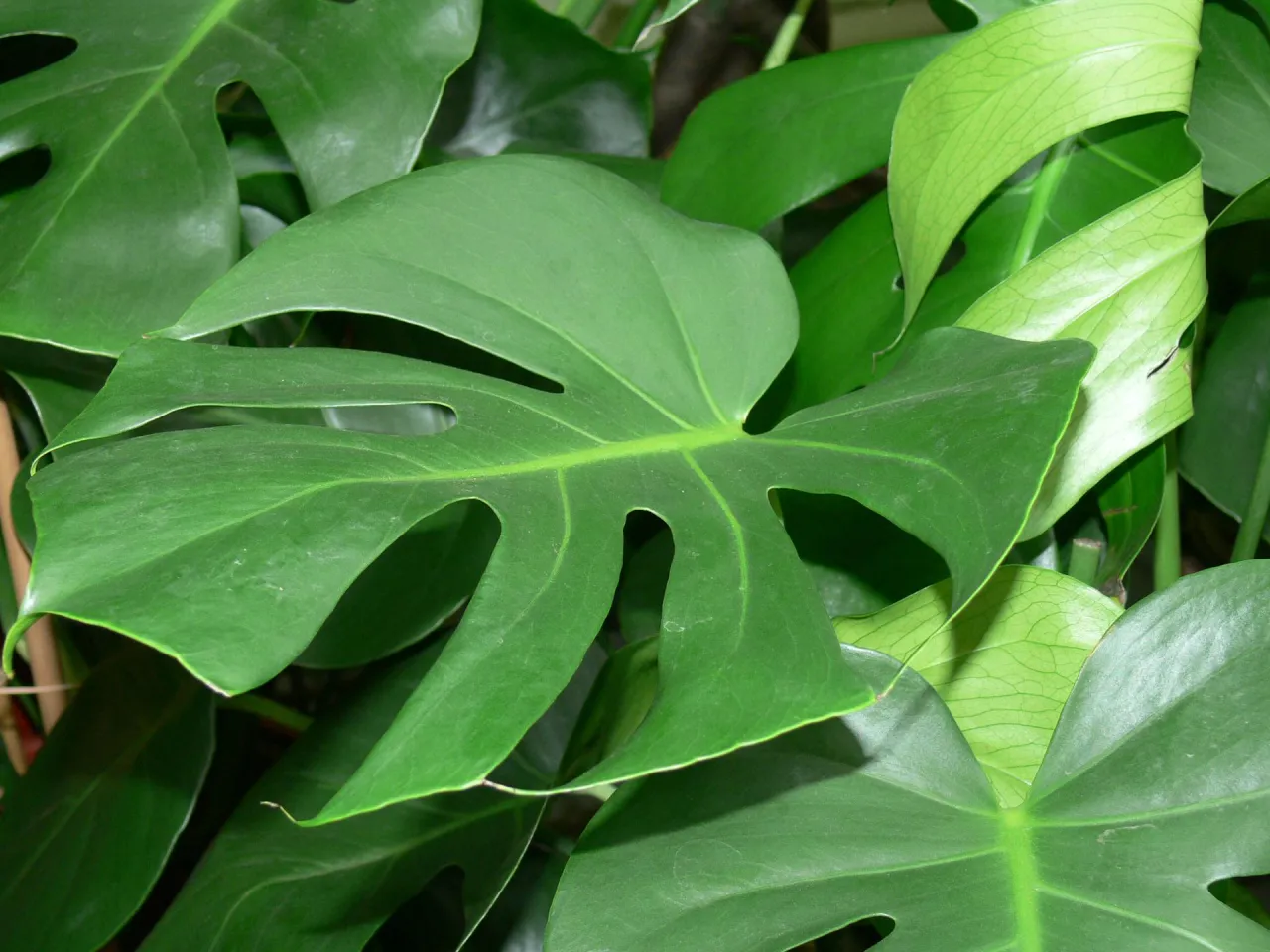 Kwiatostan monstery deliciosa