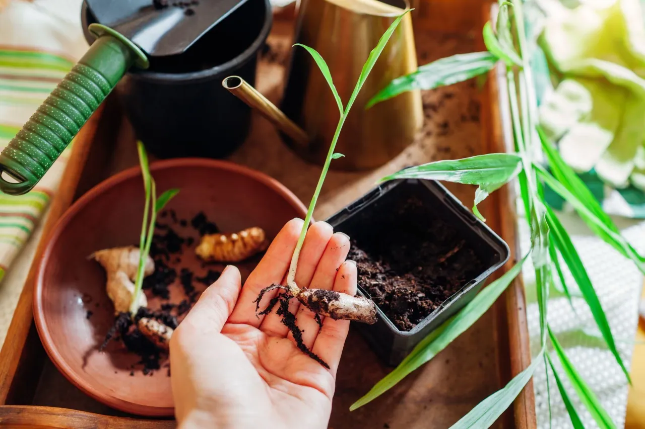 Imbir w doniczce warunki uprawy