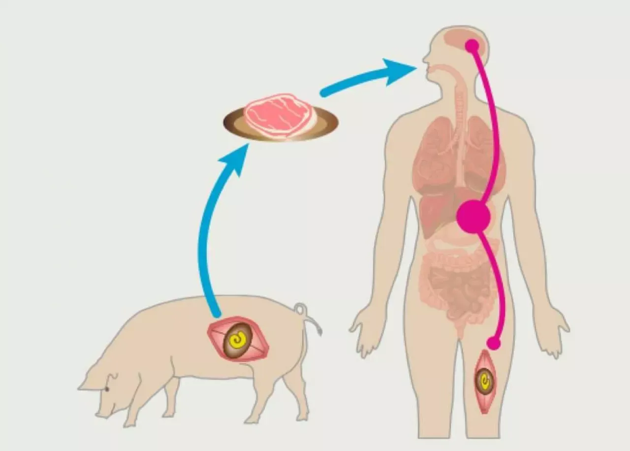 Dziczyzna do badania na włośnicę