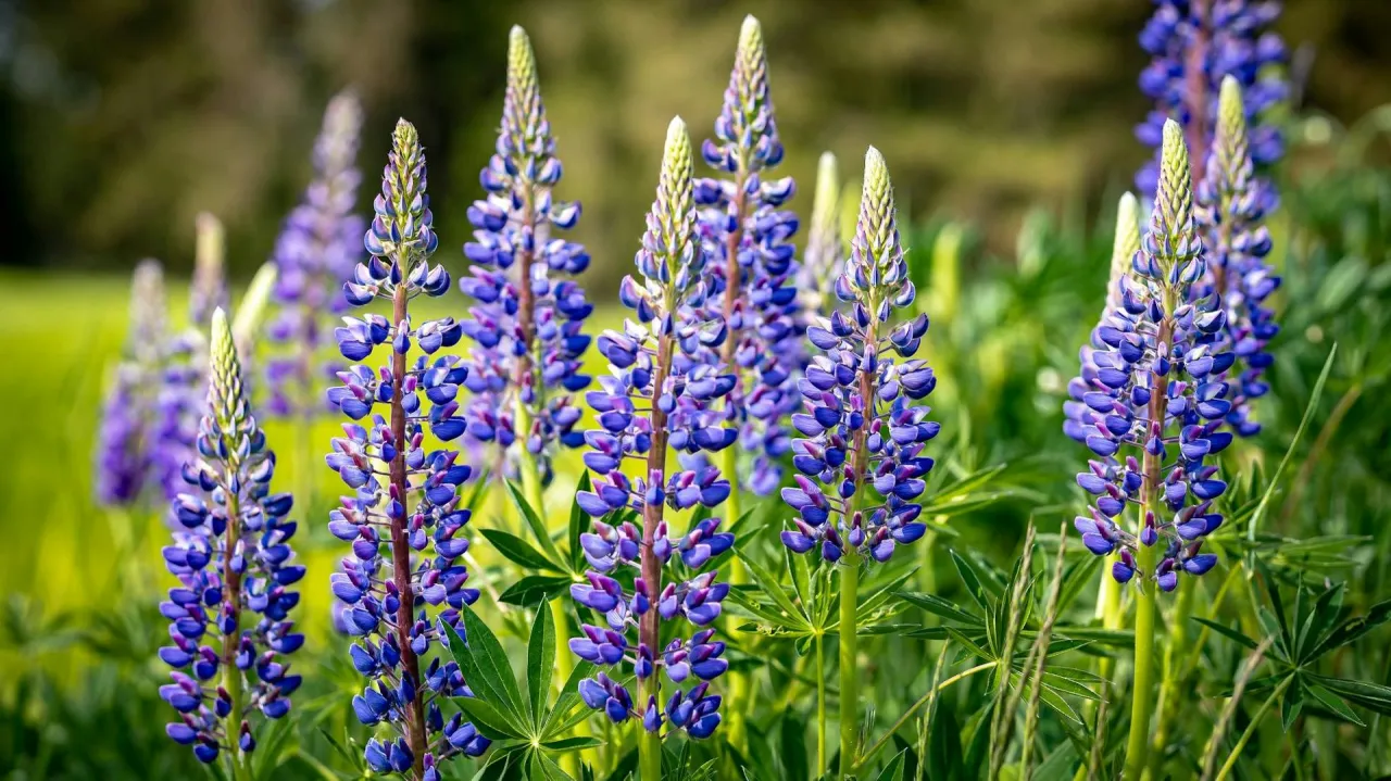 Fioletowe łubiny w pełnym rozkwicie. Idealny czas, kiedy siać łubin ogrodowy, to wiosna lub jesień, by cieszyć się ich pięknem.