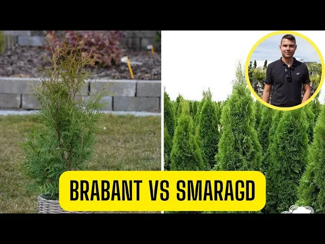 tuja smaragd brabant por&oacute;wnanie