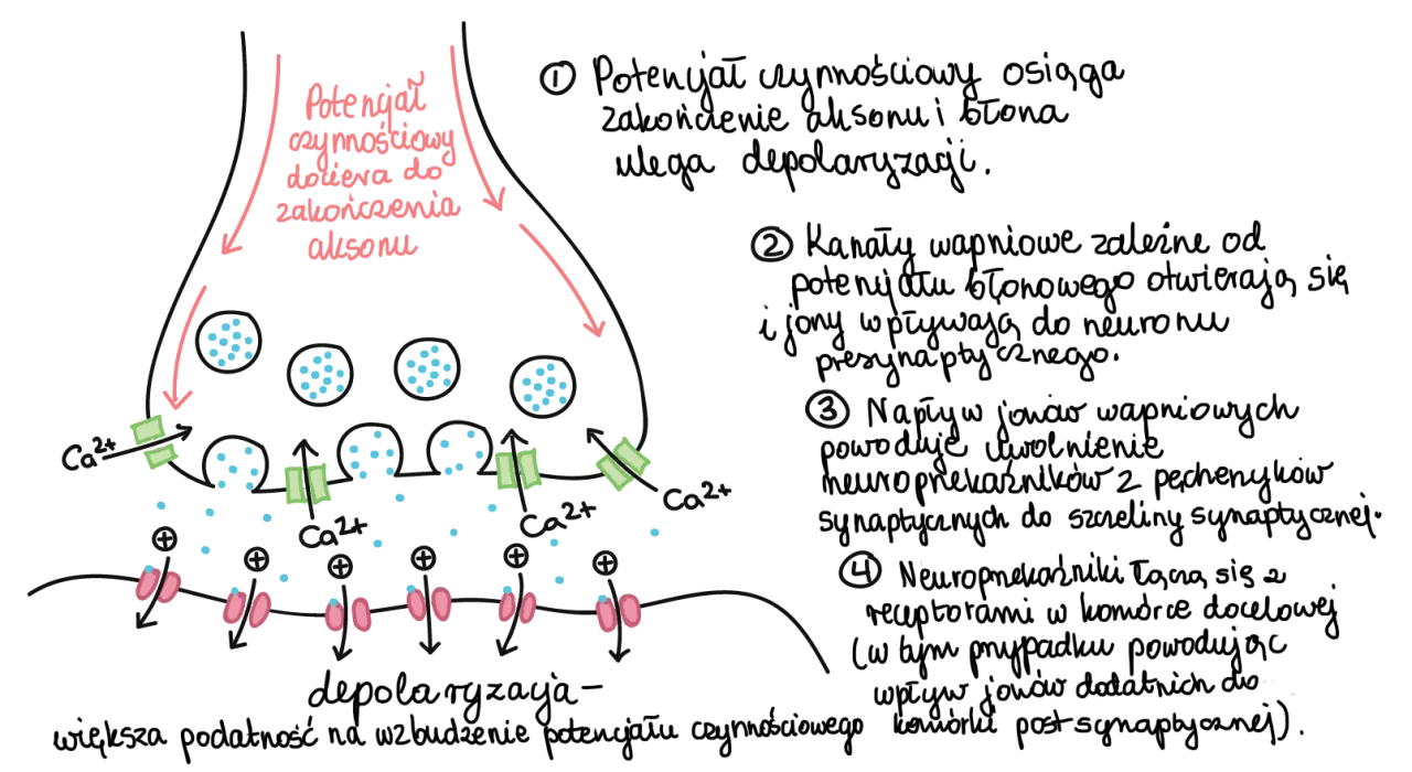 Mechanizm działania lek&oacute;w ADHD synapsa wychwyt zwrotny