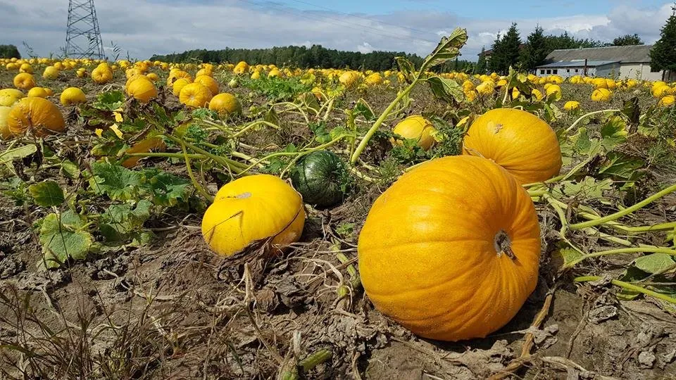 Dojrzała dynia na polu