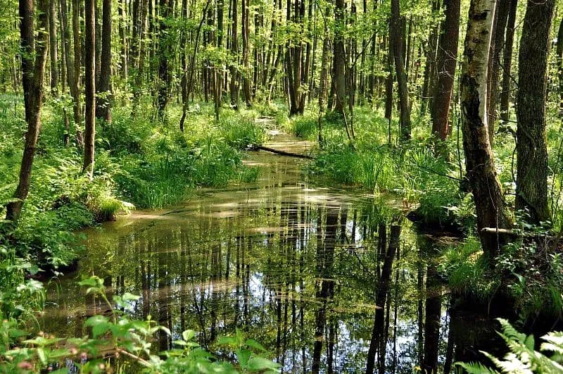Czerwone Bagno krajobraz torfowiska Biebrzański Park Narodowy