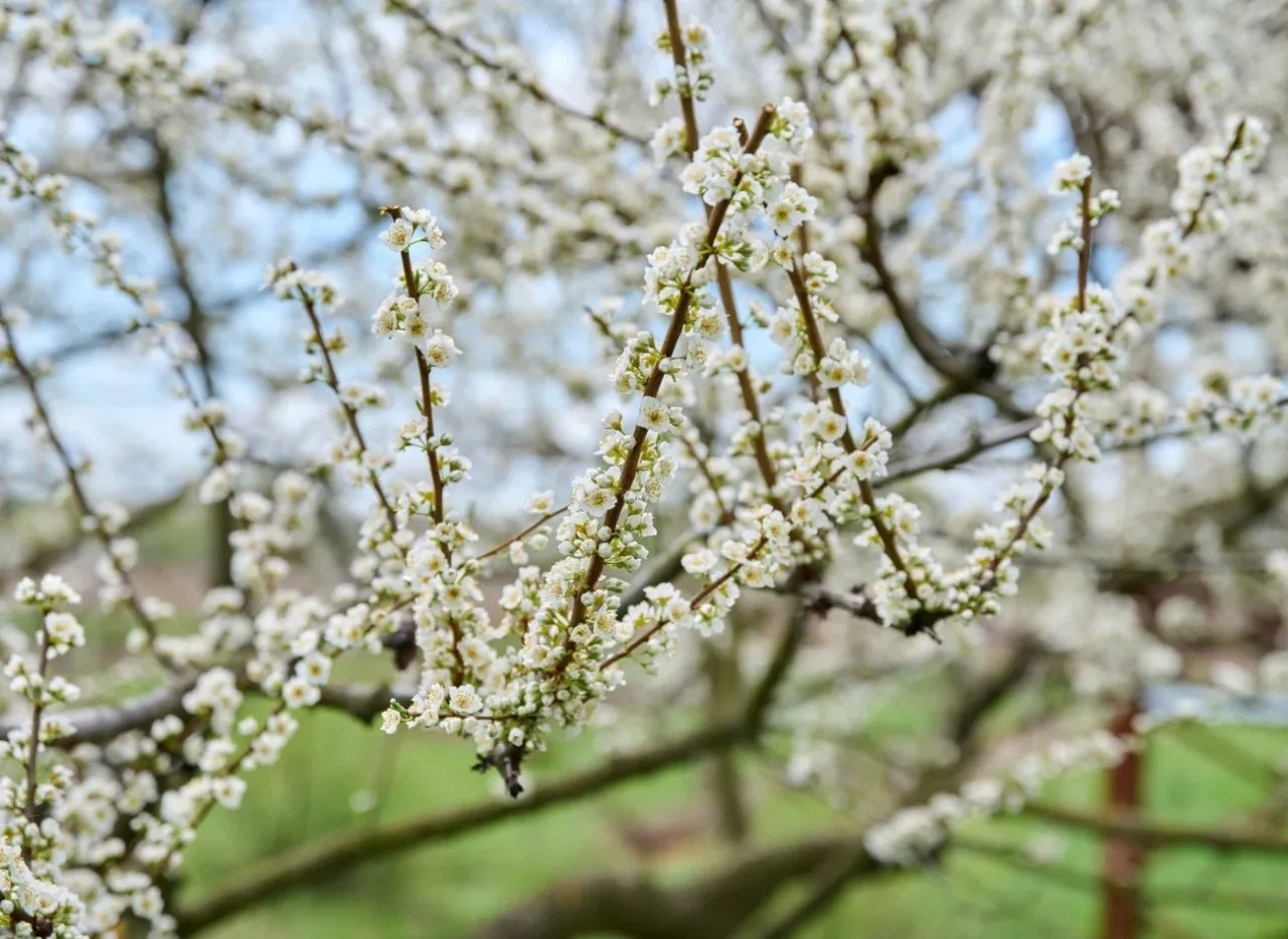 Gałązki drzewa obsypane białymi kwiatami. Może to być odpowiedź na pytanie, dlaczego jabłoń nie kwitnie &ndash; być może to inna roślina w pełni rozkwitu.