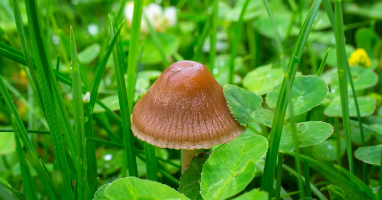 Łysiczka lancetowata i trujące sobowt&oacute;ry por&oacute;wnanie