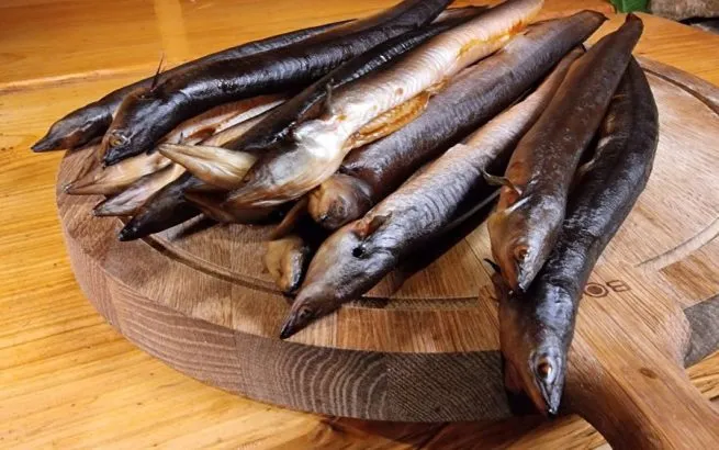 tabela czasów solenia węgorza