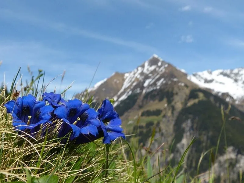 Fiori di montagna italiani