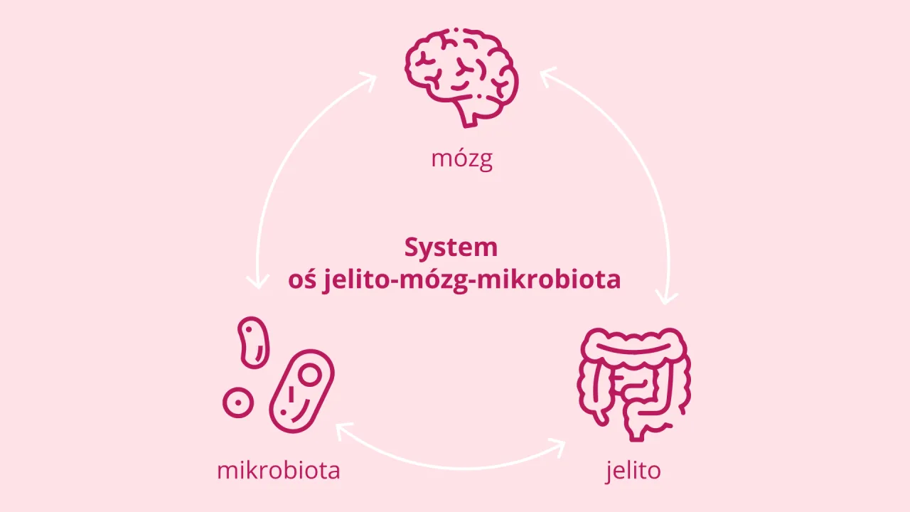 Oś jelito-m&oacute;zg schemat