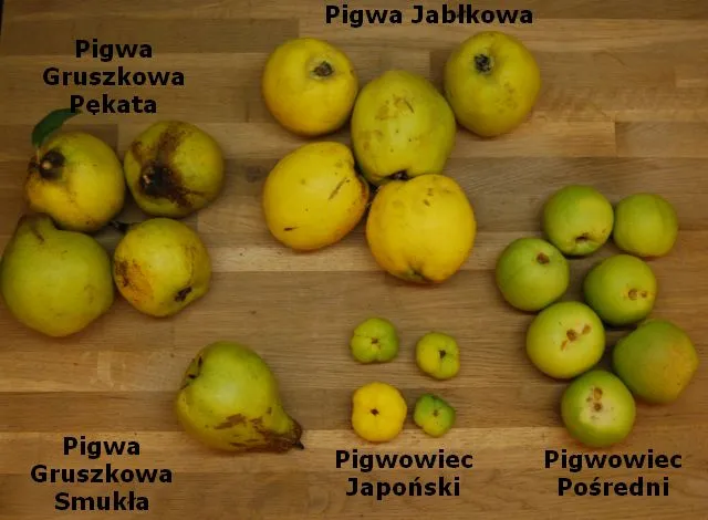 R&oacute;żnica między pigwą a pigwowcem