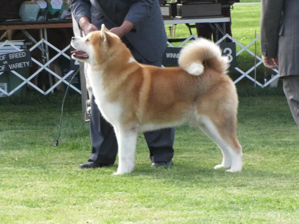 Akita Inu champion