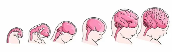rozwój mózgu niemowlaka