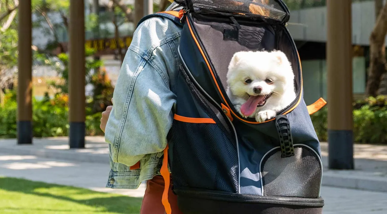 r&oacute;żne plecaki transportery dla psa z widocznymi cechami