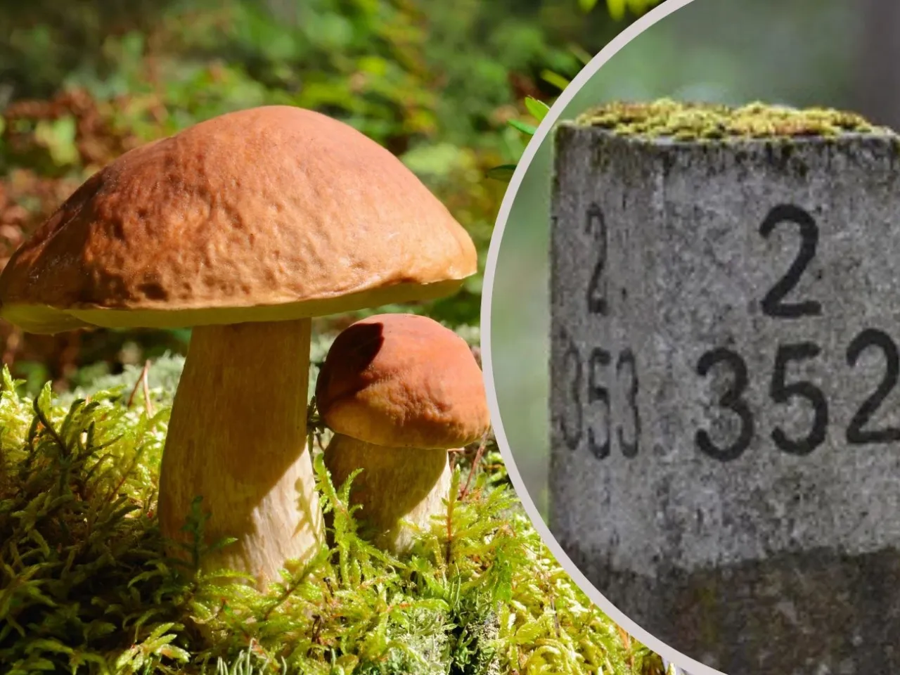 Przygotowanie przed wyjściem do lasu