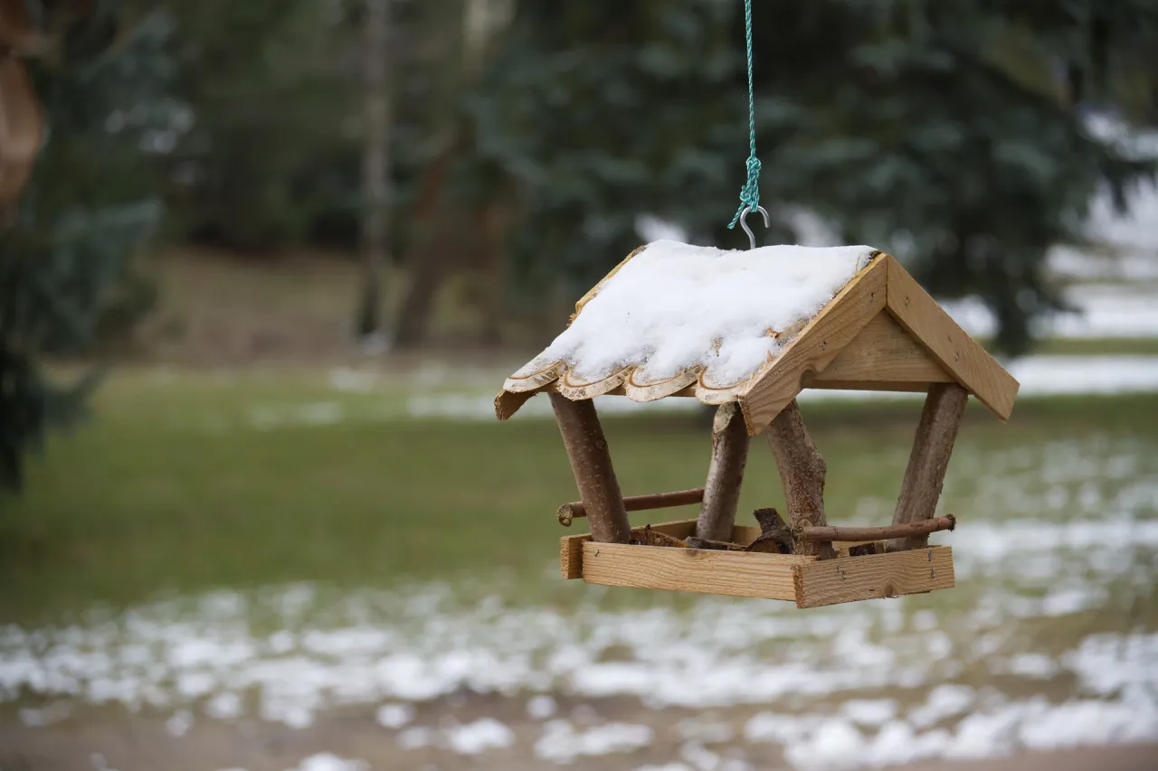 bezpieczny karmnik dla ptak&oacute;w umiejscowienie