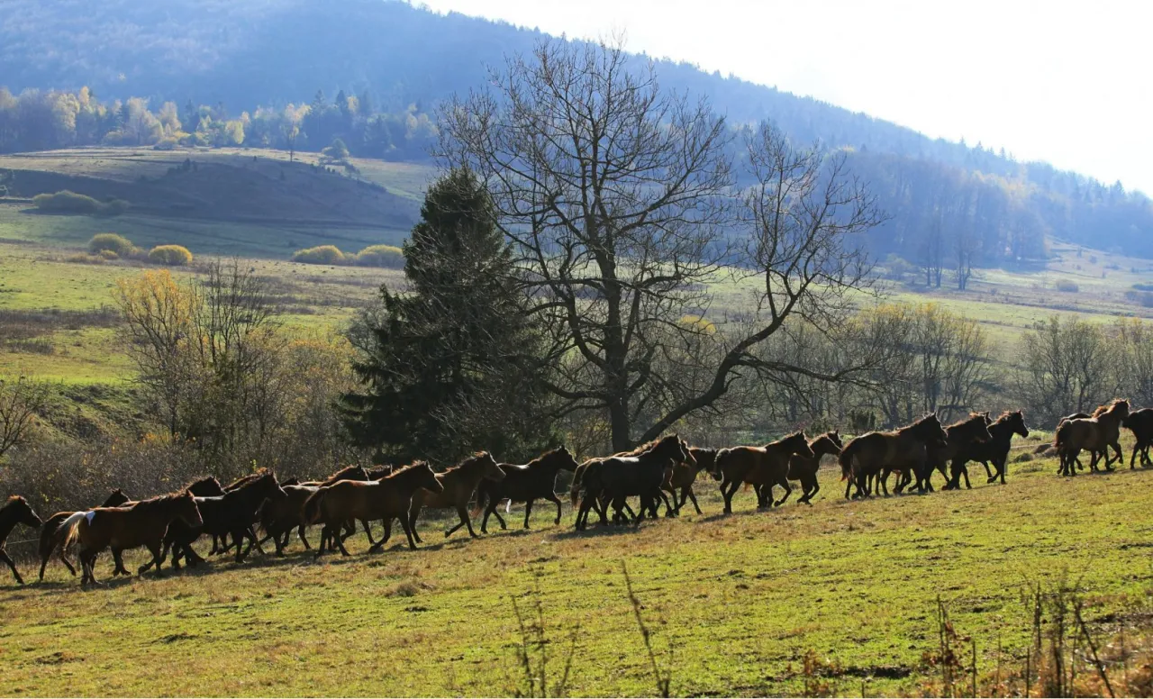 stadnina koni huculskich gładysz&oacute;w konie beskid niski