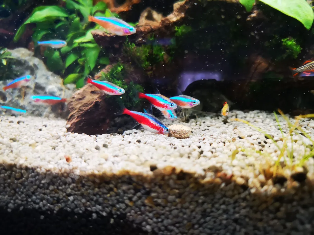 Akwarium z neonkami i krewetkami