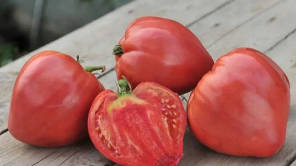 Dojrzałe pomidory malinowe i bawole serca