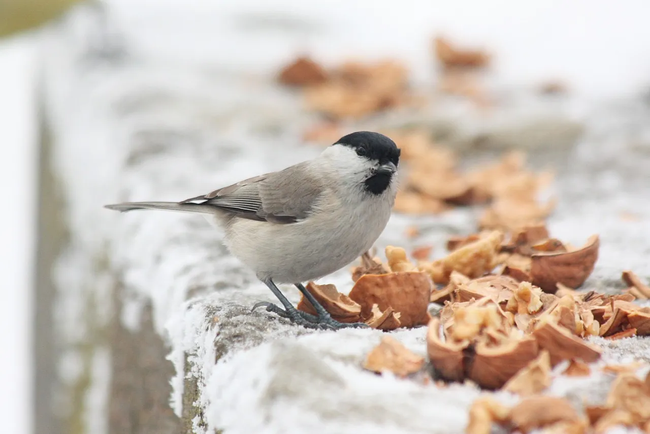 ptaki zimujące w polsce poza karmnikiem