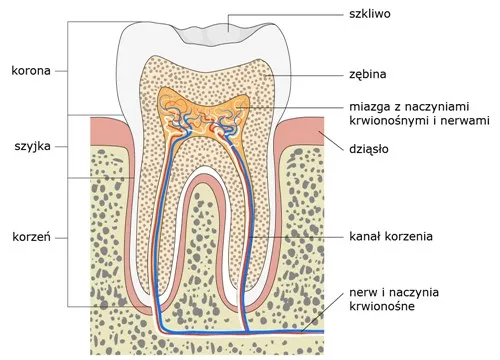 Anatomia zębów schemat