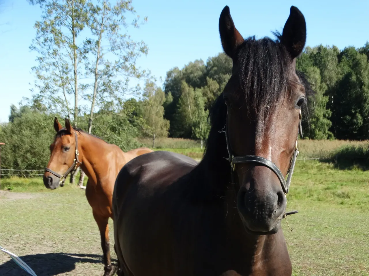 pensjonat dla koni lubelskie