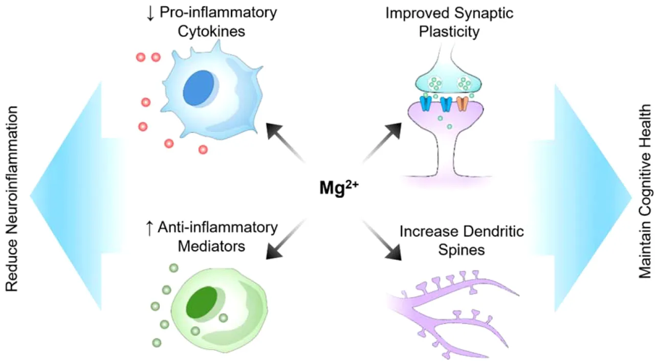 magnesium molecule brain nervous system
