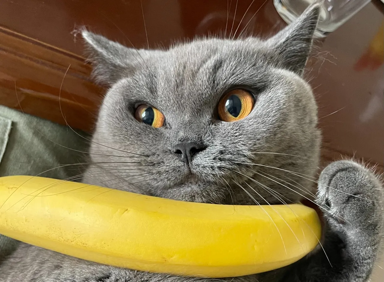 Szary kot z pomarańczowymi oczami trzyma banana. Czy koty mogą jeść banany? To pytanie nurtuje wielu właścicieli.