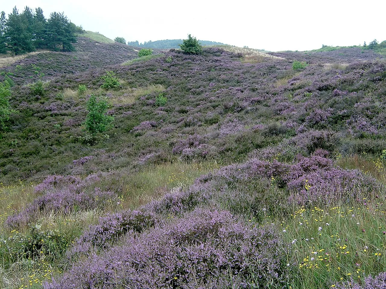 Rozległe, fioletowe wrzosowisko, symbol spokoju i dzikiej przyrody, rozciąga się po pag&oacute;rkowatym terenie.