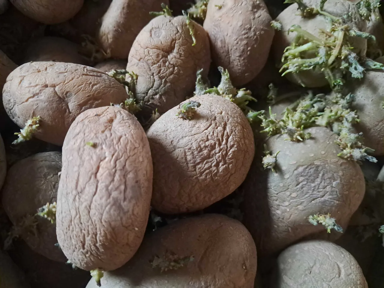 Surowe ziemniaki, zielone ziemniaki, kiełkujące ziemniaki, bulwy ziemniaka