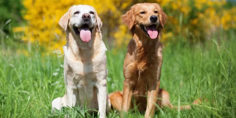 Zdjęcie Golden retriever czy labrador dla dzieci - który pies lepszy dla rodziny?