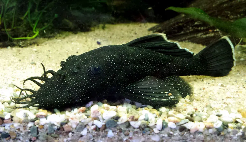 Akwarium z za dużą rybą (np. zbrojnik niebieski)