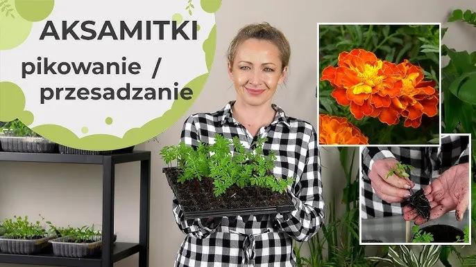 pikowanie siewek aksamitek