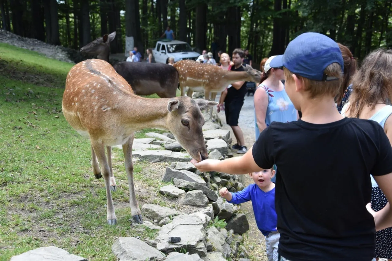 Leśny Park Niespodzianek Ustroń daniele