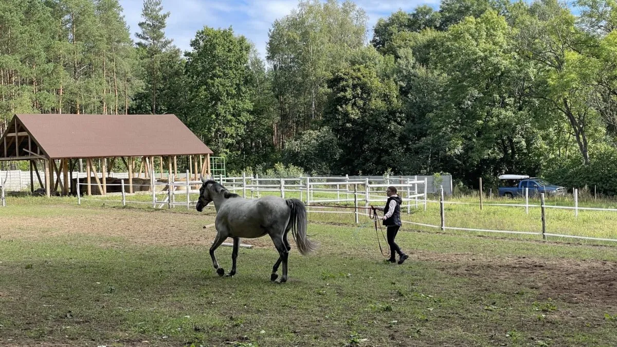 Kociewie stadnina koni krajobraz