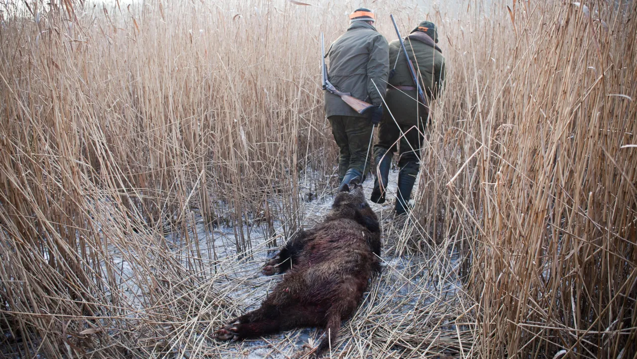 Dwóch myśliwych w pomarańczowych czapkach przeciąga martwego dzika przez zarośla trzciny. Czy myśliwi mogą polować na prywatnych działkach?