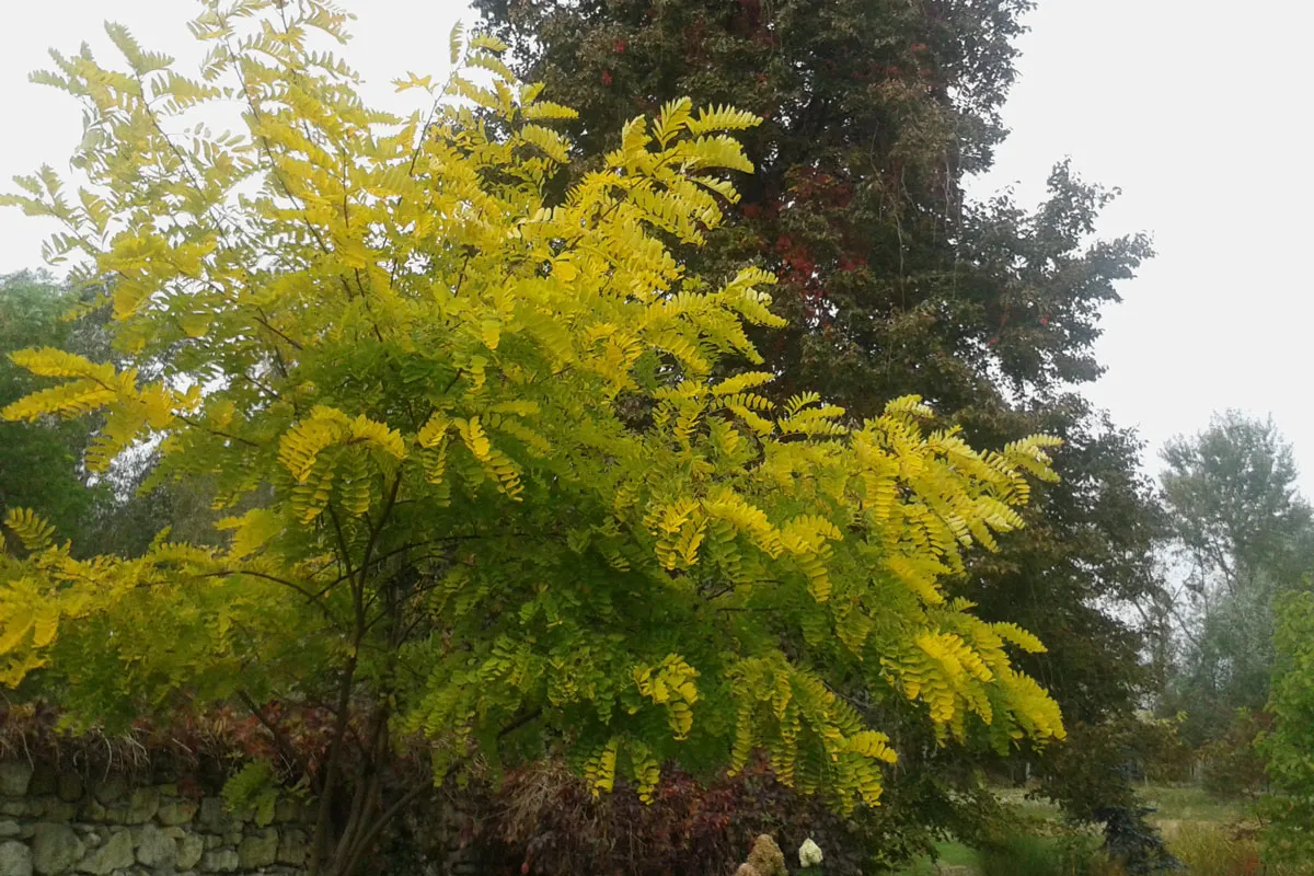 zdrowa robinia akacjowa w pełnym słońcu