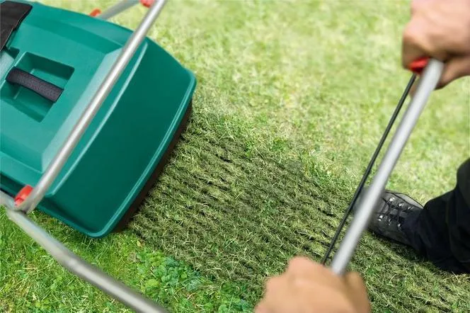 wertykulacja trawnika