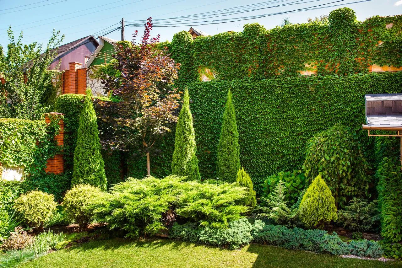 R&oacute;żne rodzaje iglak&oacute;w do małego ogrodu i na żywopłot