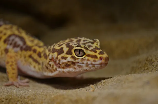 Gekon lamparci agama brodata gekon orzęsiony