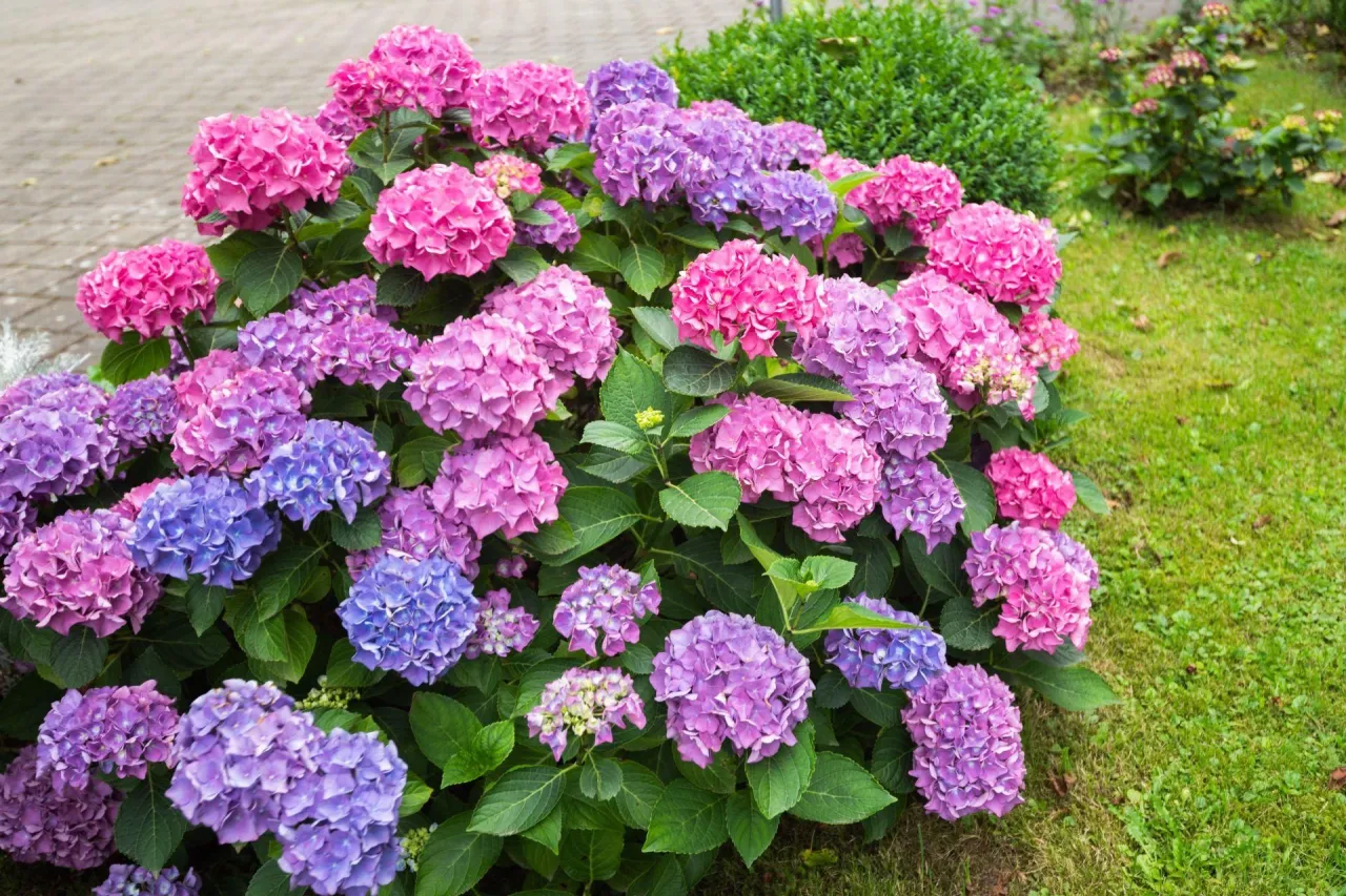 Zdjęcie Z czym sadzić hortensje, aby stworzyć piękne kompozycje ogrodowe?