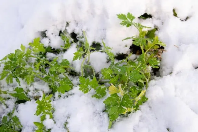 Pietruszka naciowa zimą okryta agrowł&oacute;kniną