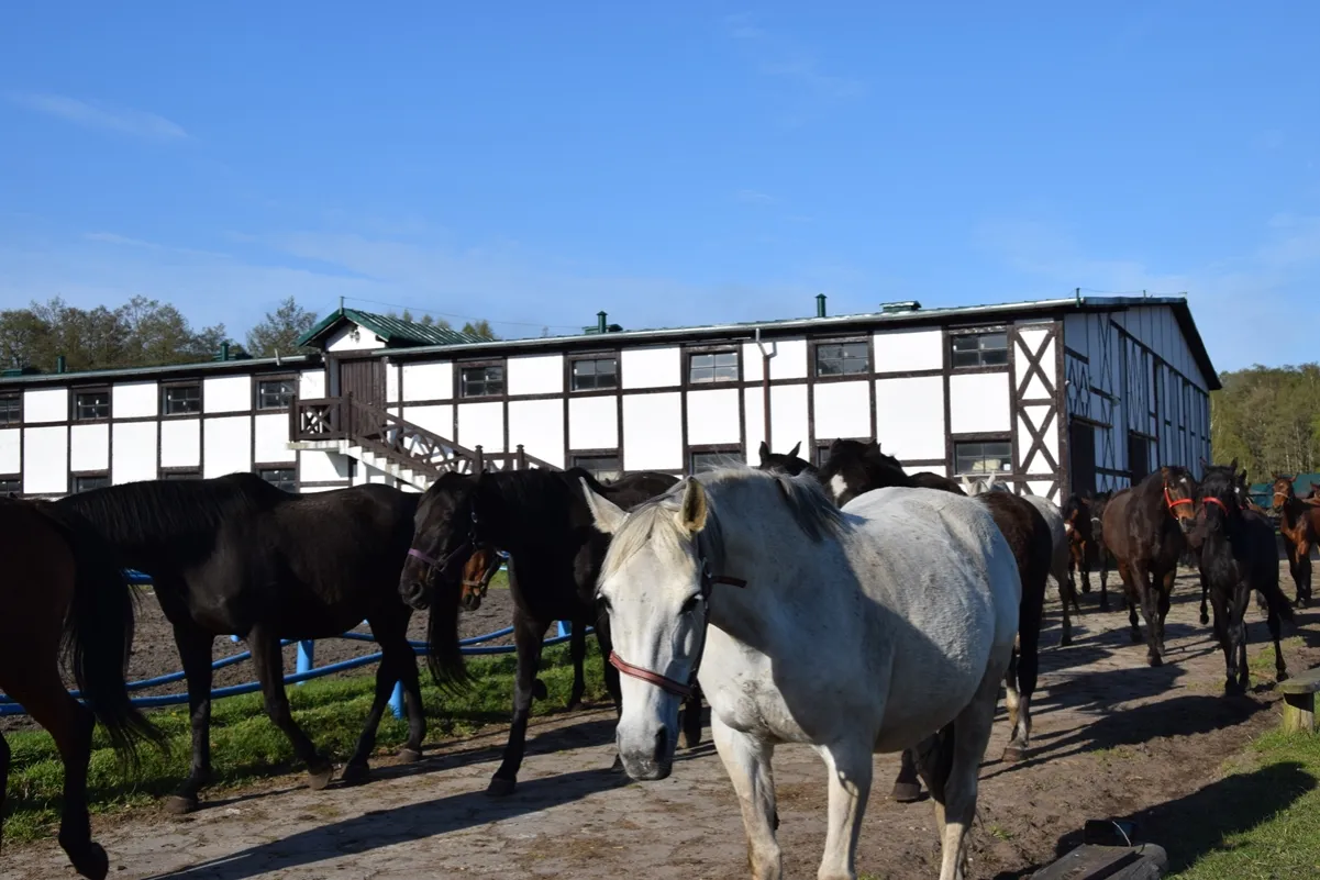 Stadnina Koni Białogóra ujeżdżalnia trakeny