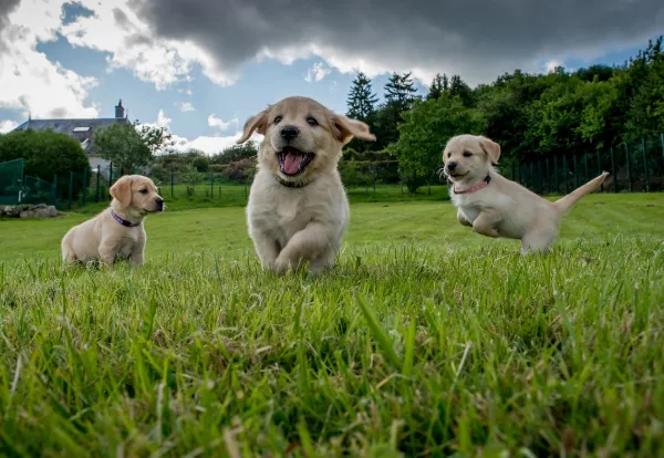 szczeniak socjalizacja, pies poznaje świat