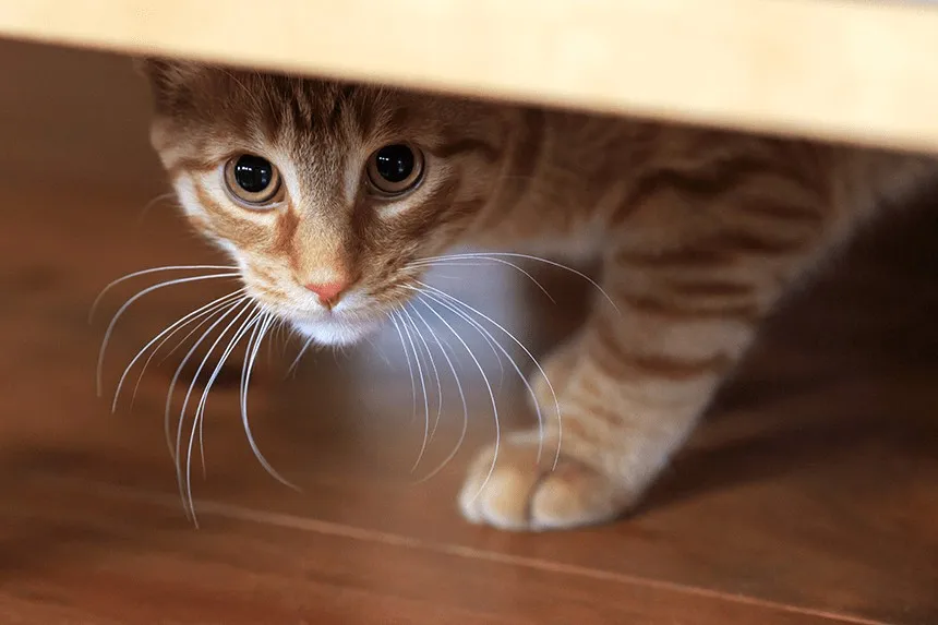 przestraszony kotek chowa się pod łóżkiem