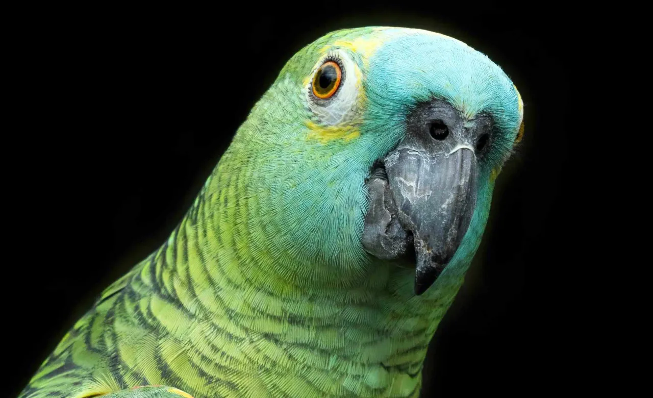 Papuga amazonka długowieczność